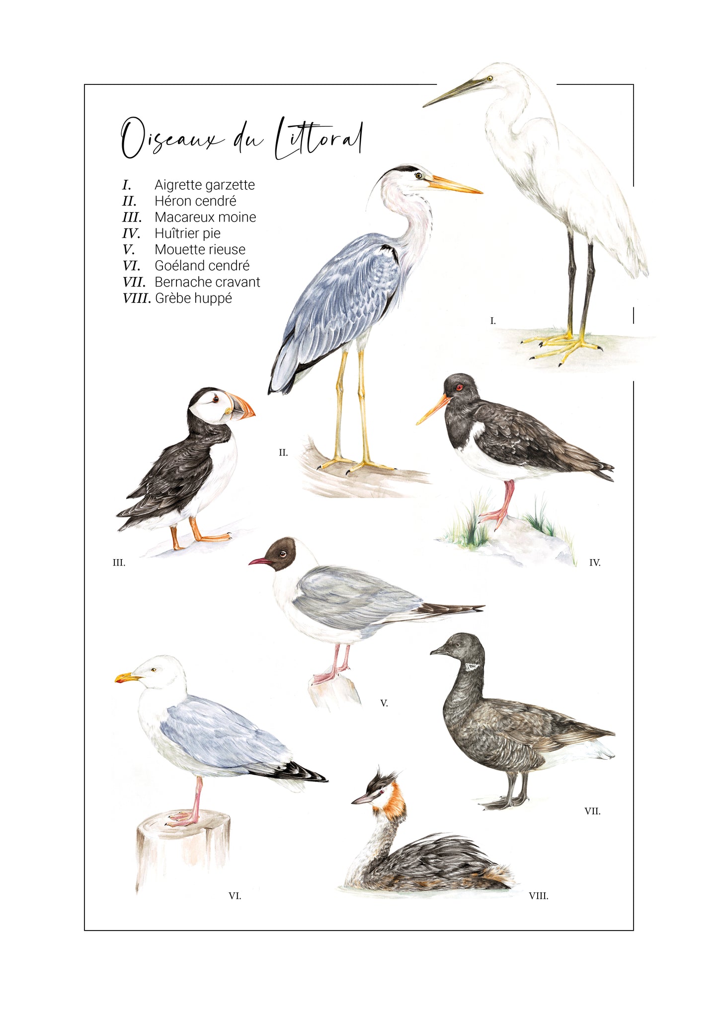Oiseaux du littoral