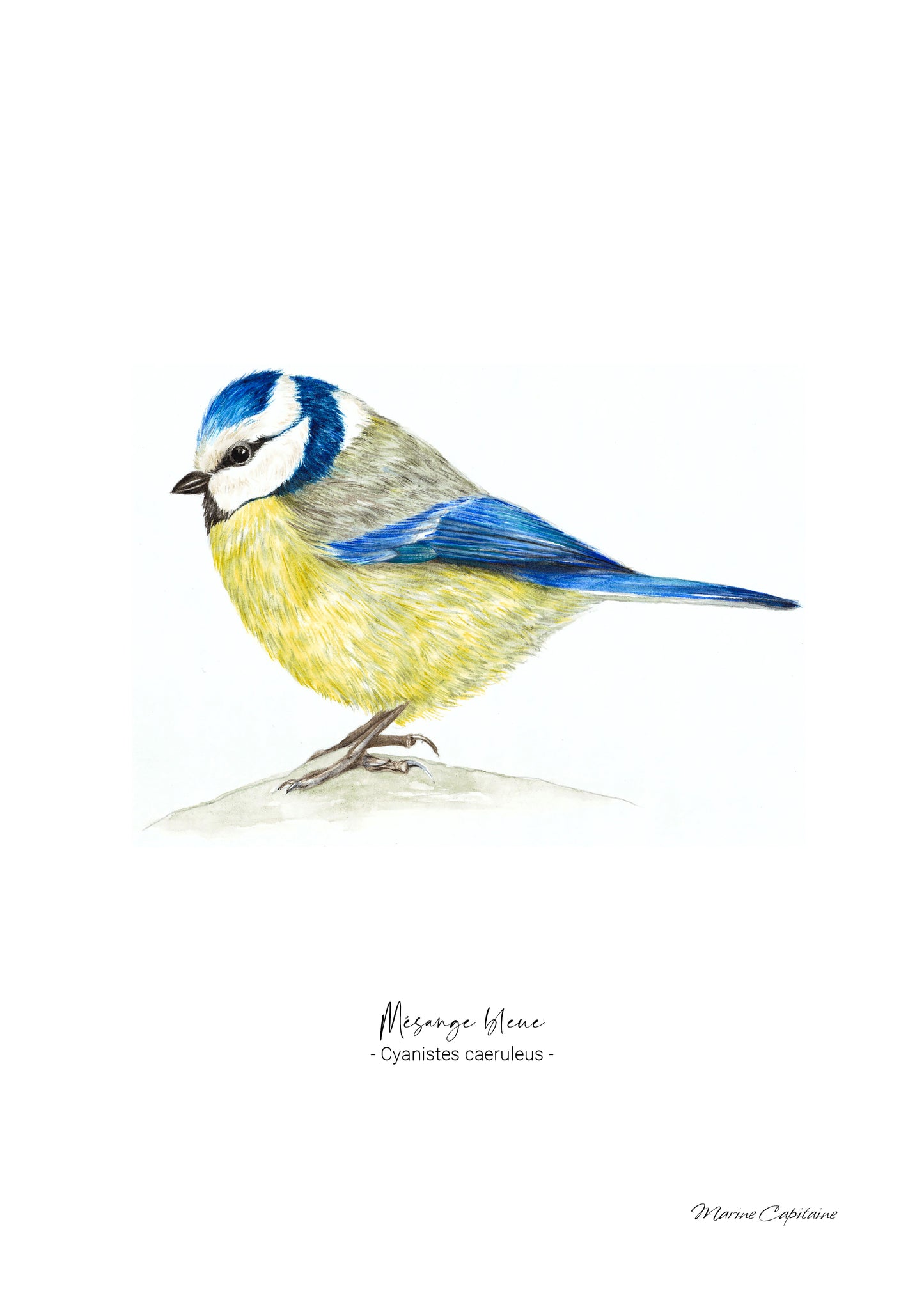 Mésange bleue