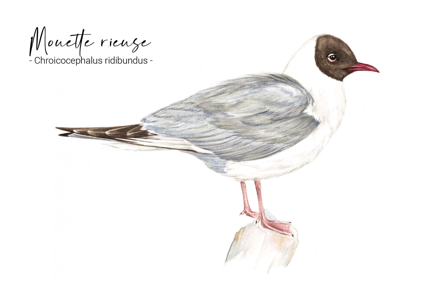 Mouette rieuse
