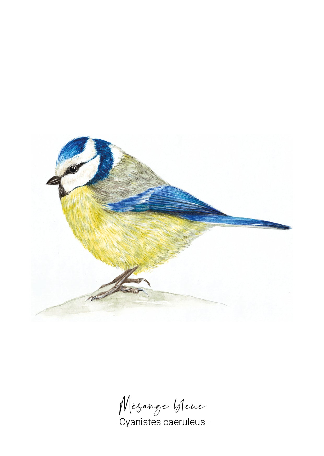 Mésange bleue