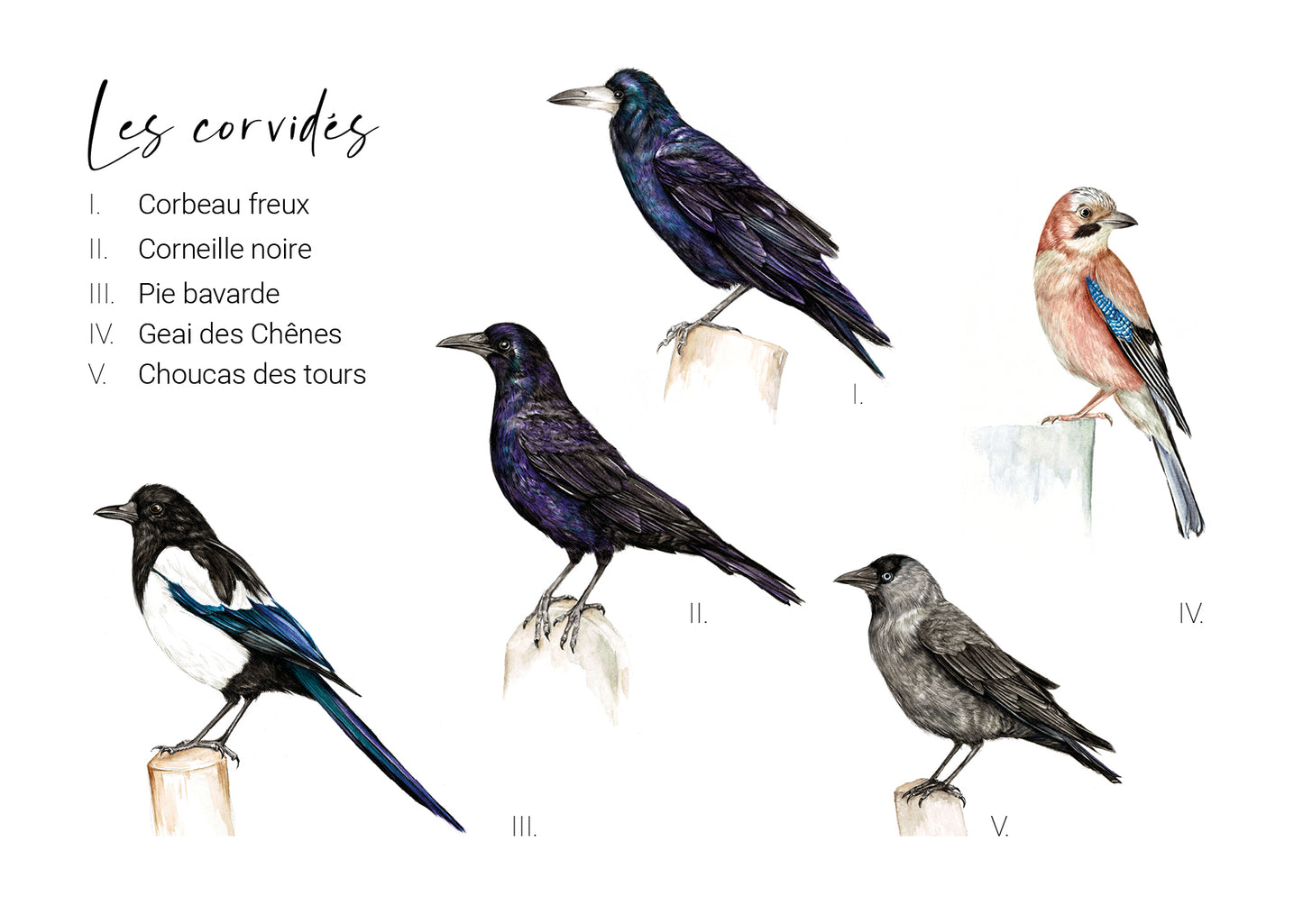 Les Corvidés
