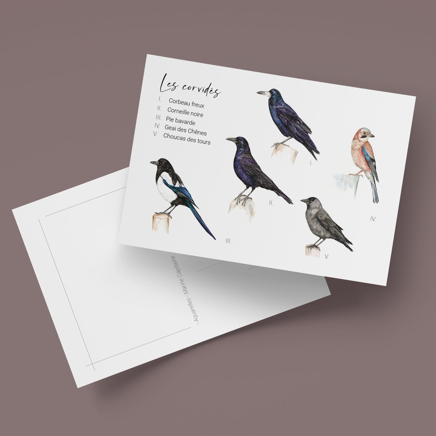 Les Corvidés