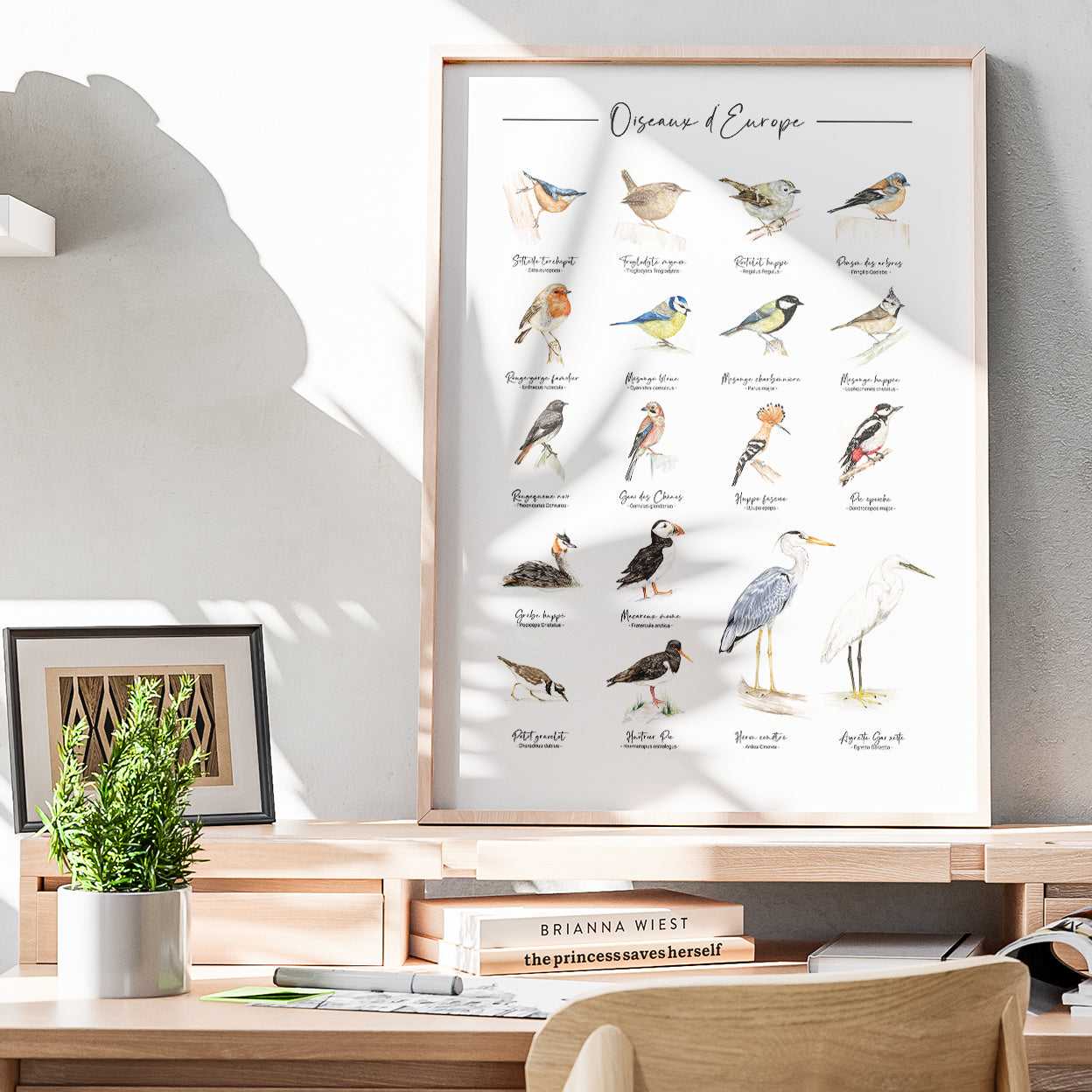 Affiche illustrée composé de plusieurs Oiseaux d'Europe encadrée, illustration naturaliste Marine Capitaine