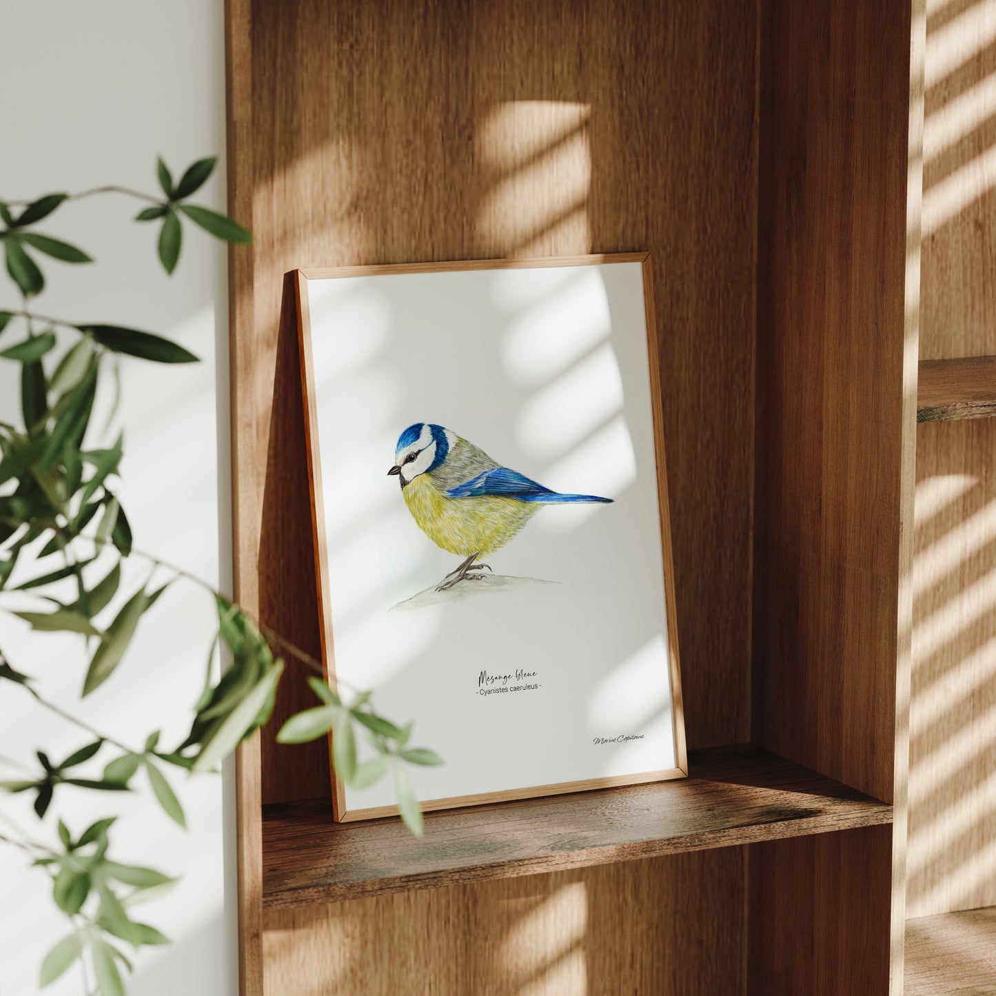 Mésange bleue