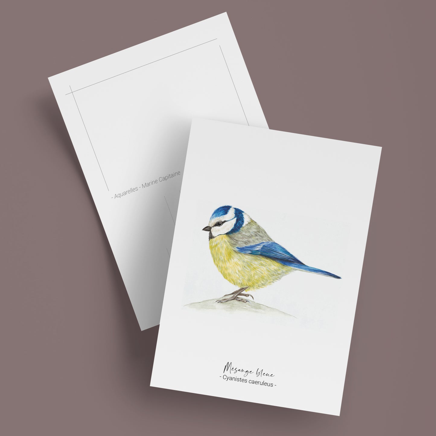 Mésange bleue
