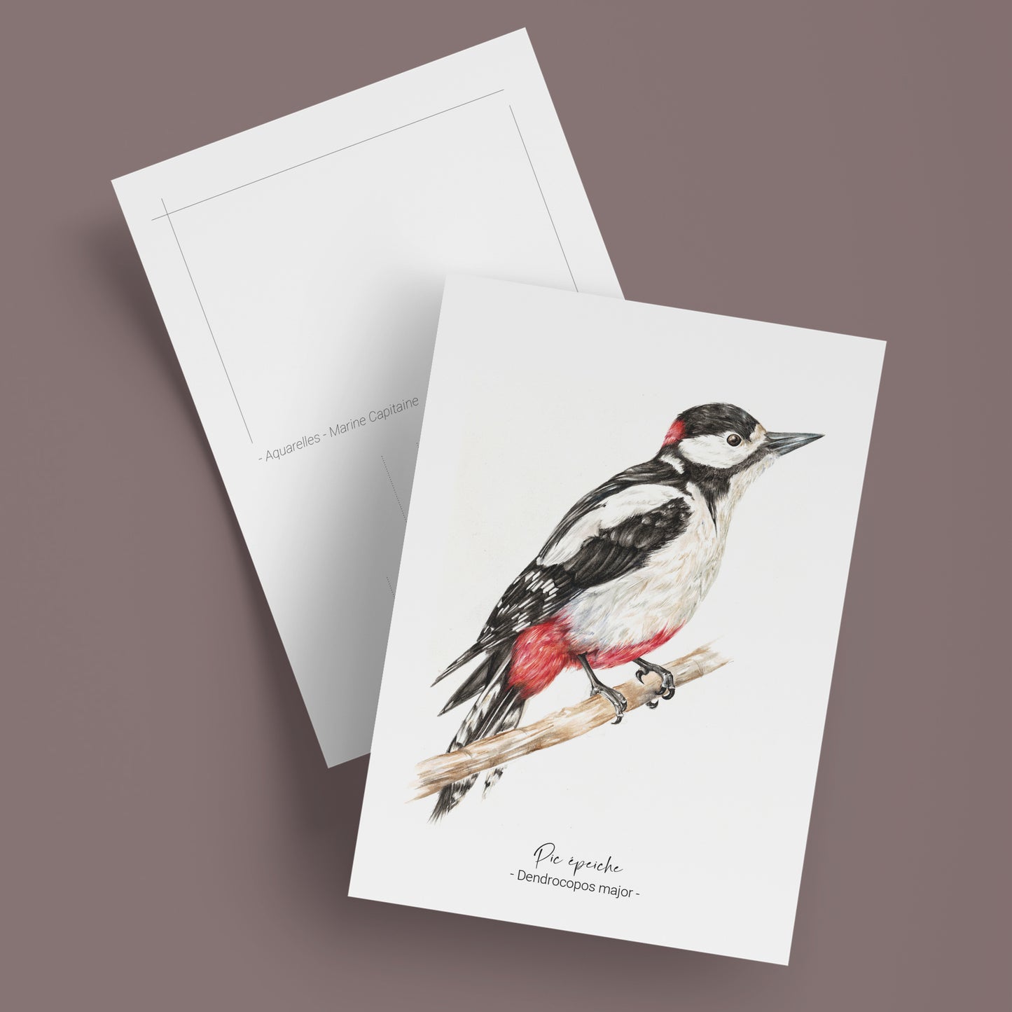 Carte postale du Pic épeiche, illustration naturaliste, Marine Capitaine