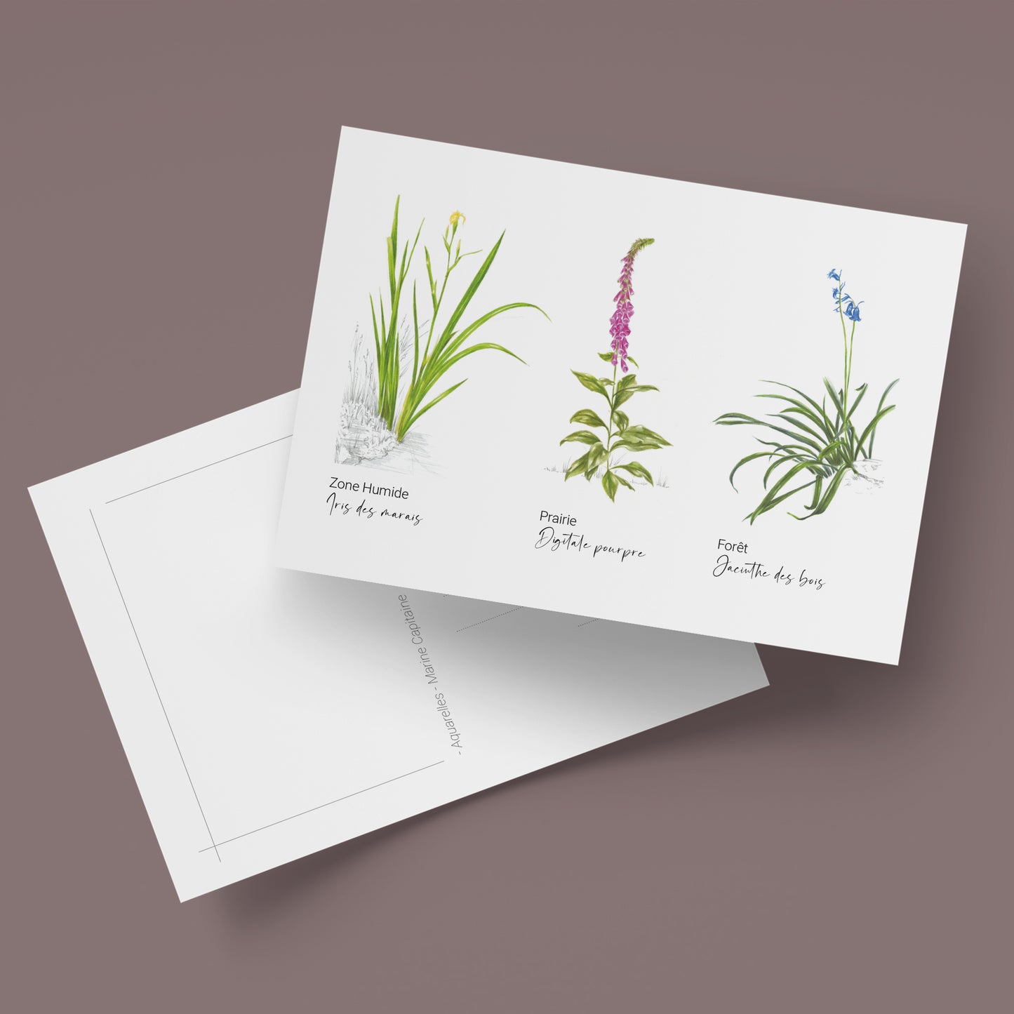 Carte postale de Plantes sauvages, illustration naturaliste, Marine Capitaine