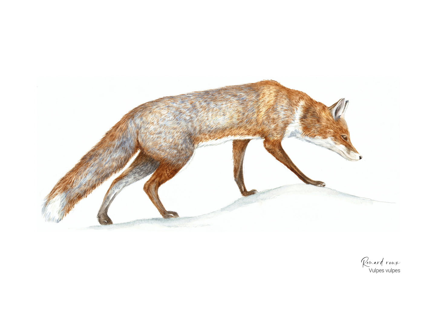Affiche illustrée du Renard roux , illustration naturaliste Marine Capitaine