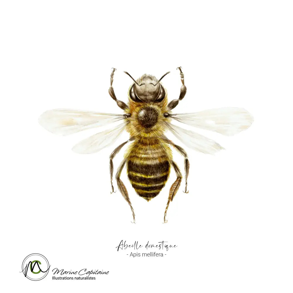Abeille Affiche