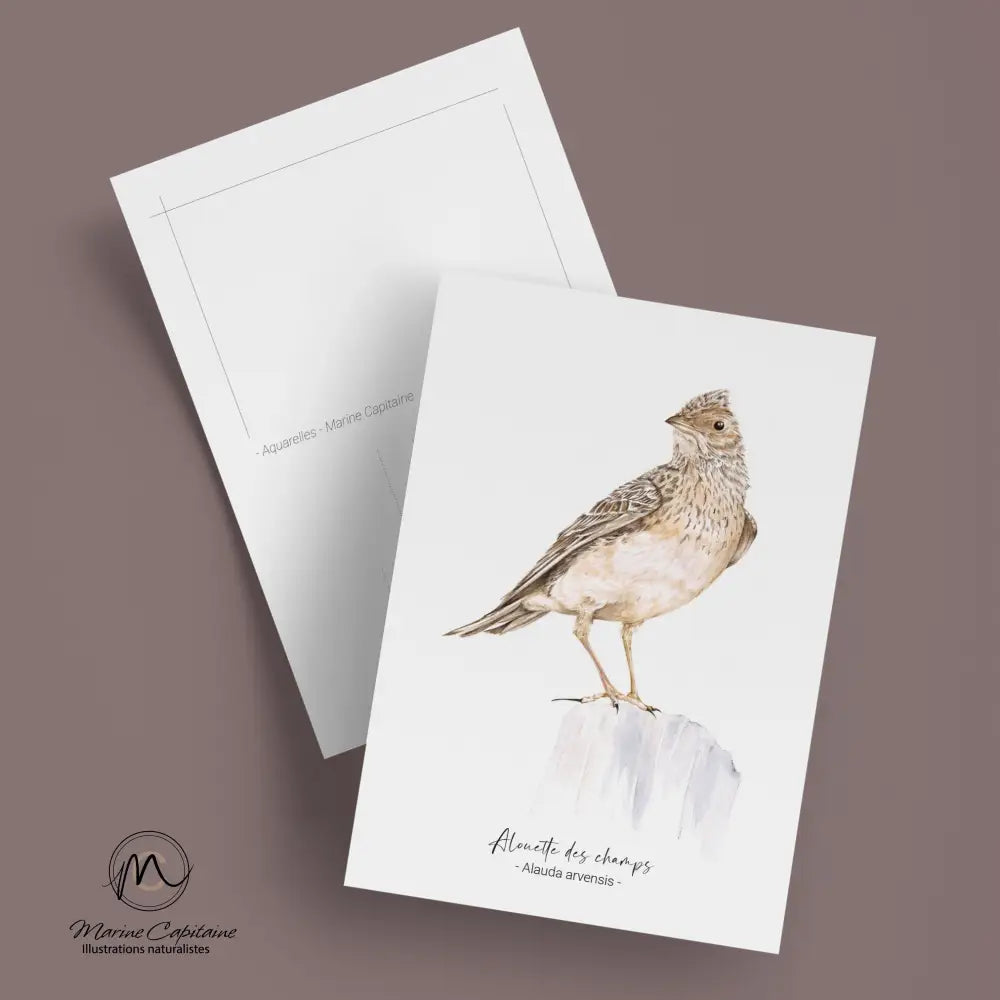 Alouette des champs carte postale