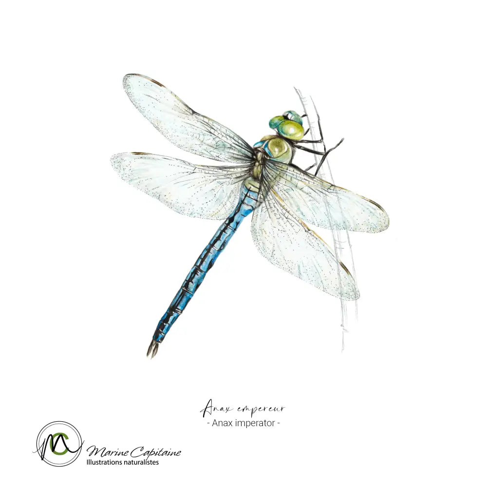 Anax empereur Affiche