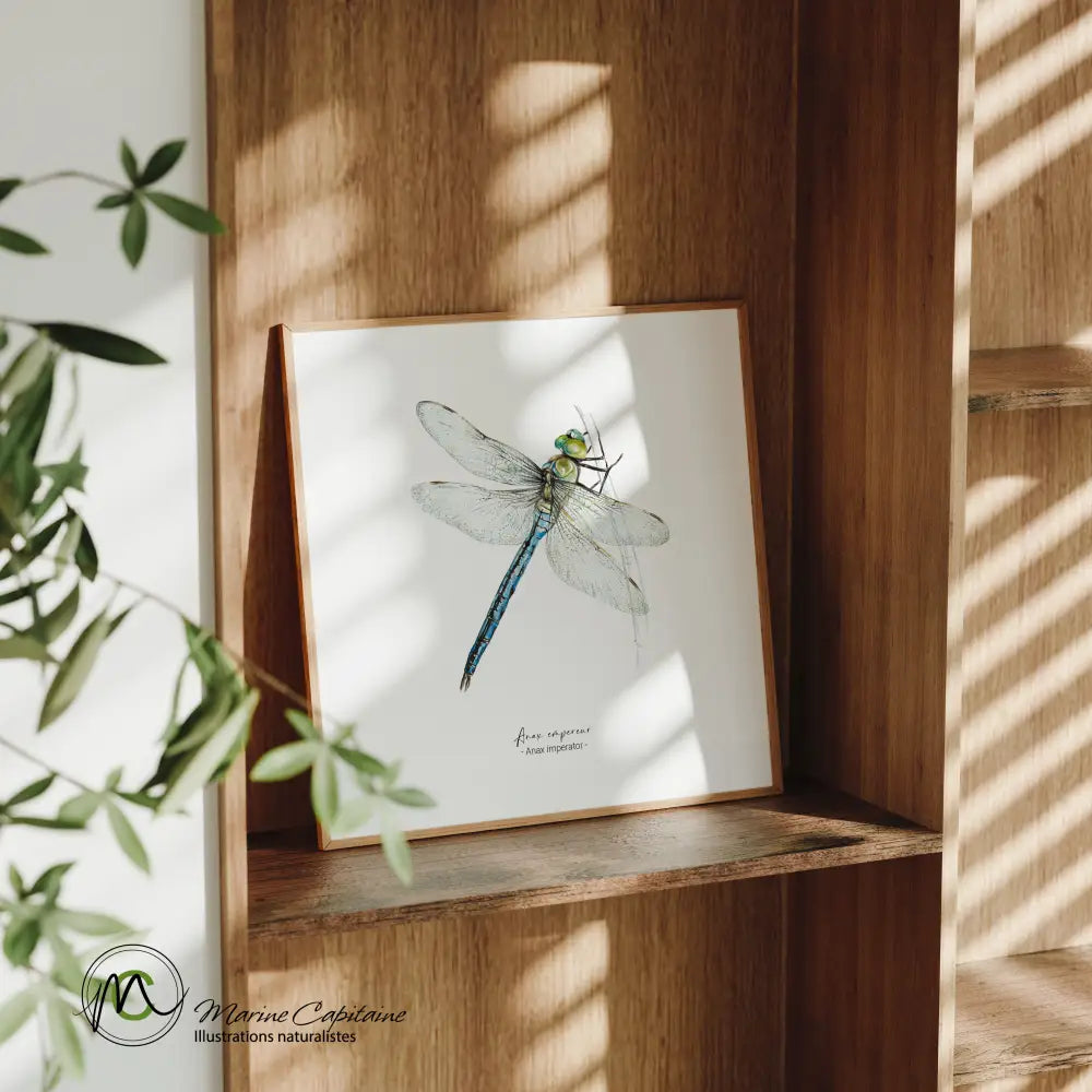 Anax empereur Affiche