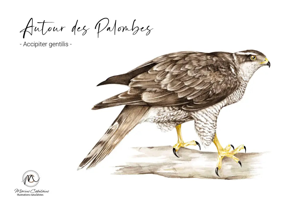 Autour des palombes carte postale
