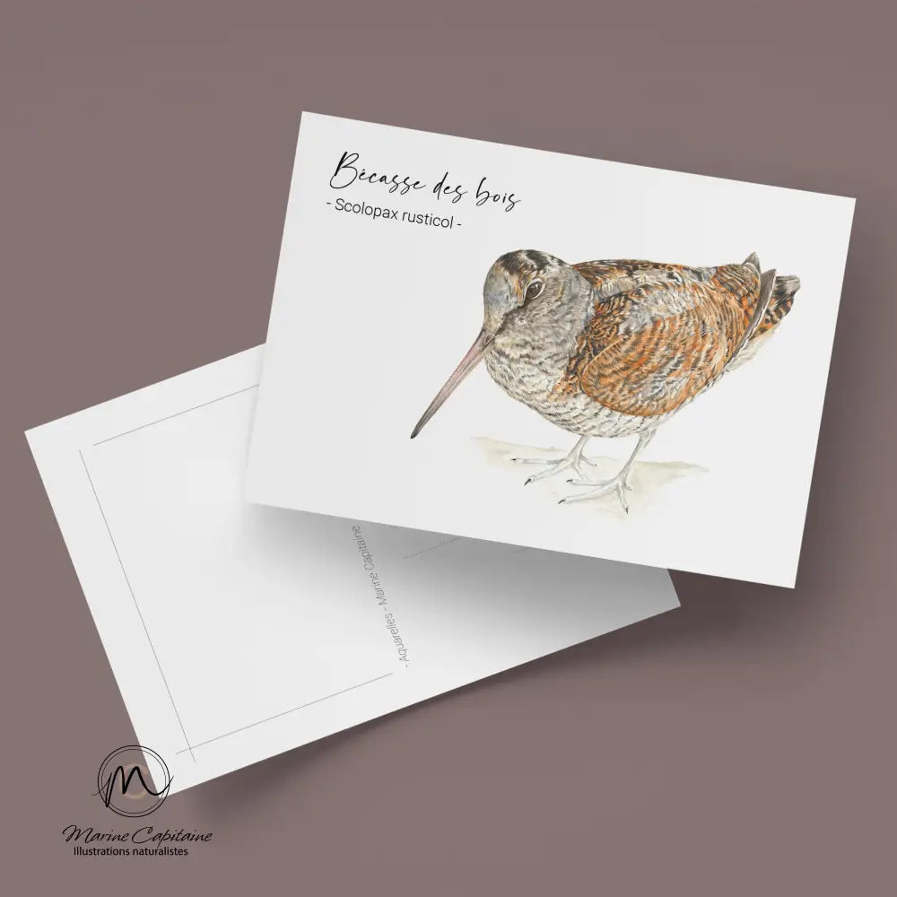 Bécasse des bois carte postale