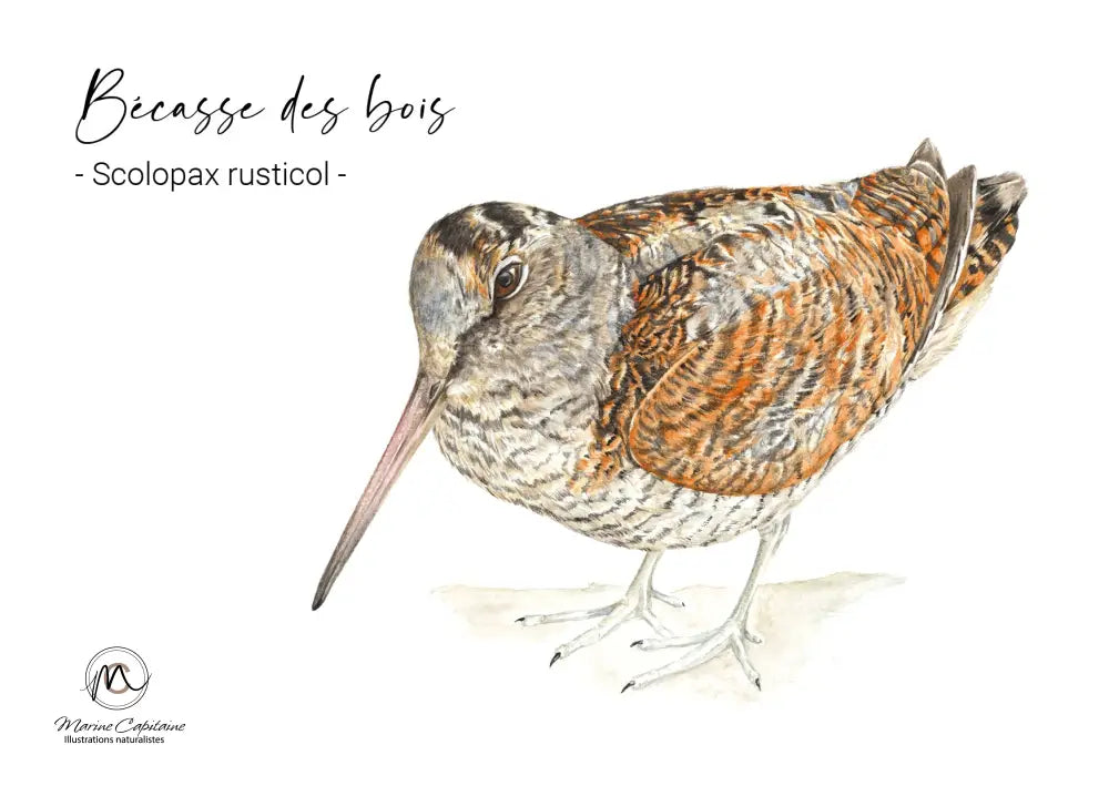 Bécasse des bois carte postale