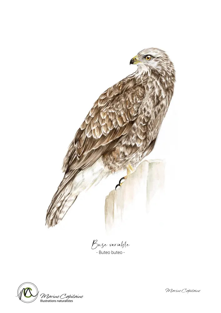 Buse variable Affiche