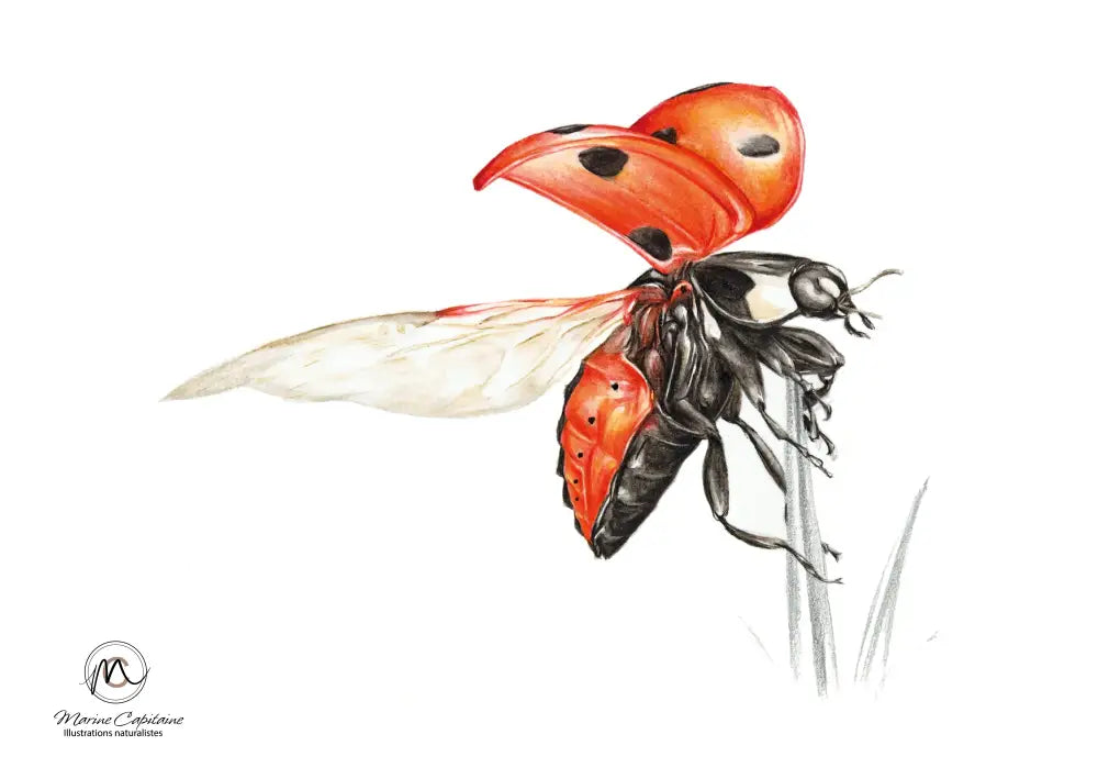 Coccinelle 7 points carte postale