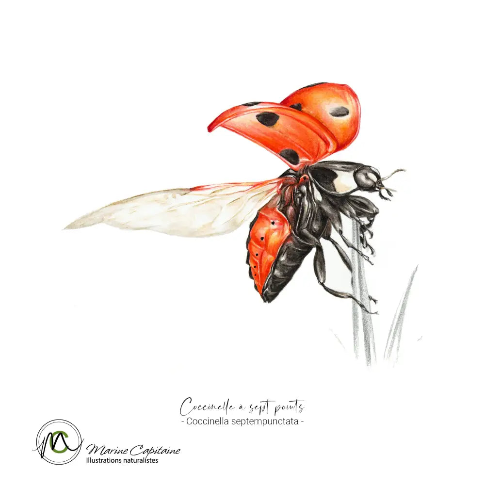 Coccinelle à 7 points Affiche