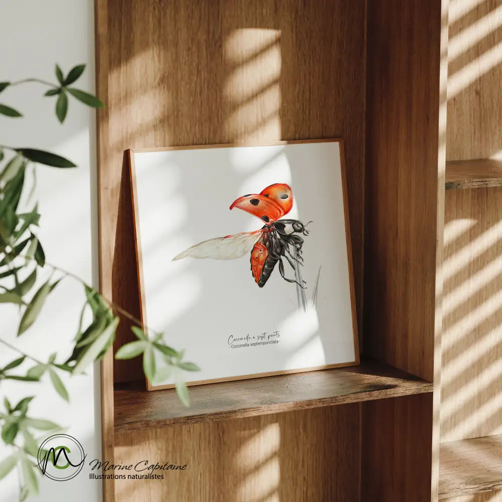 Coccinelle à 7 points Affiche