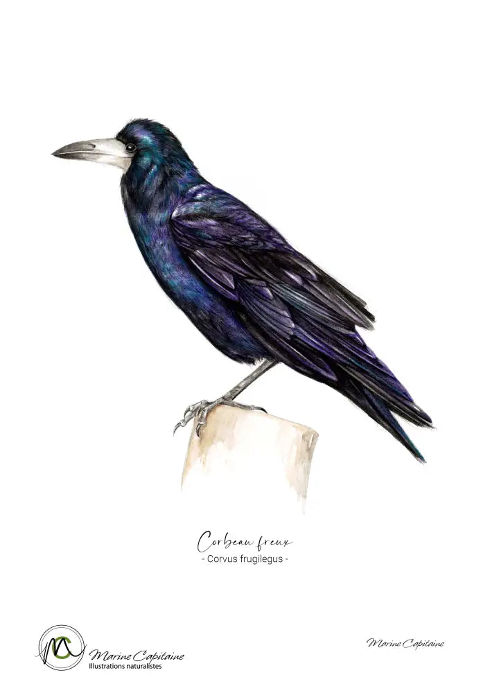 Corbeau freux Affiche