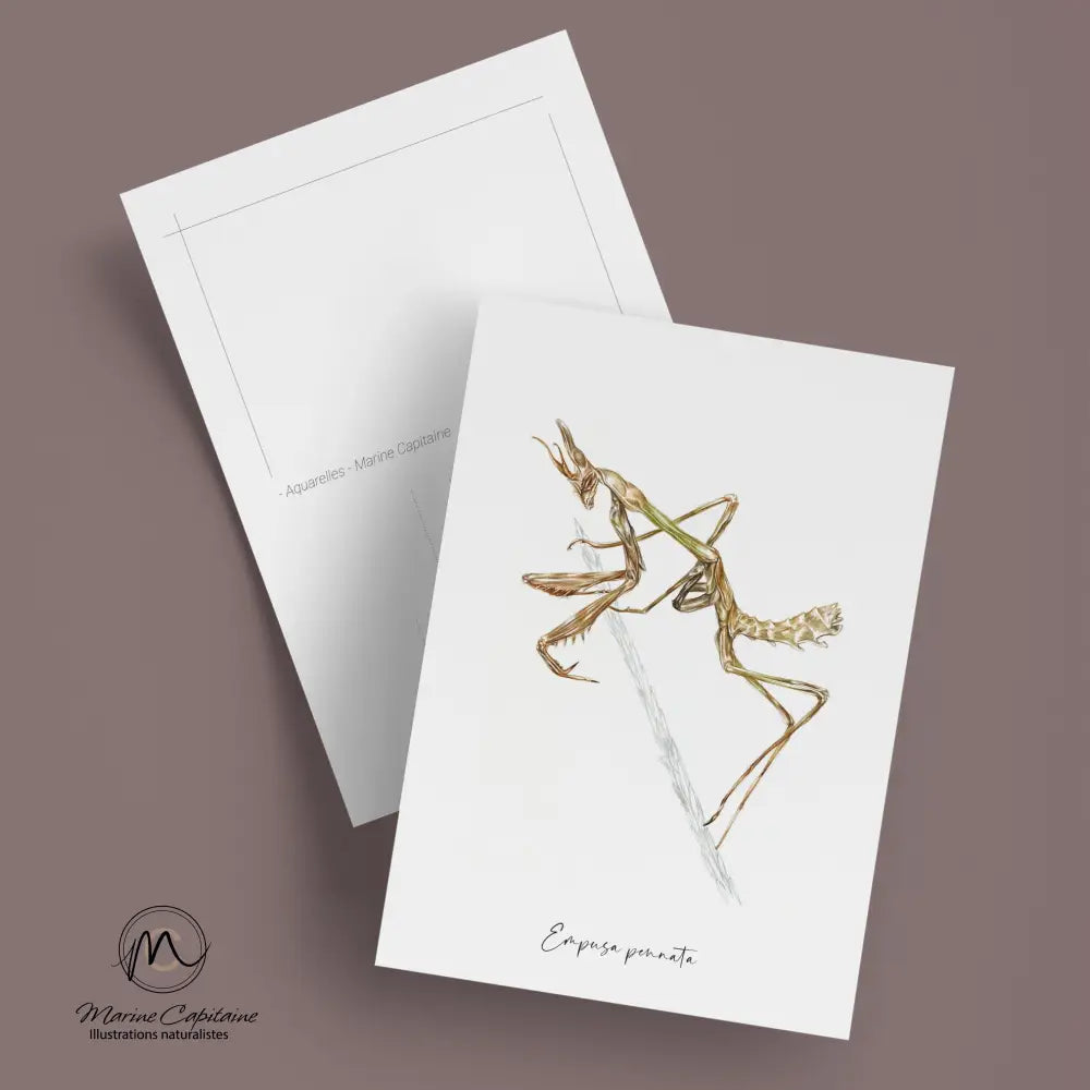 Empuse commune carte postale