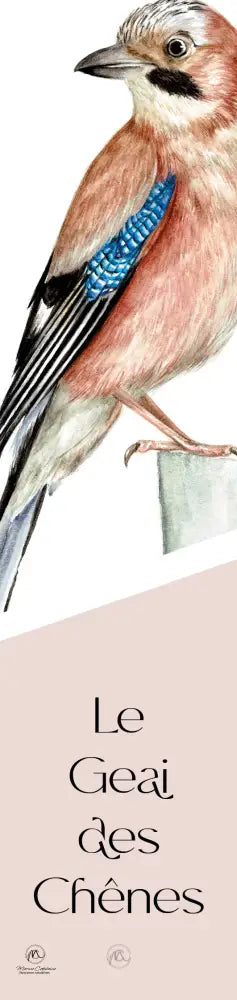 Geai des Chênes Marque page