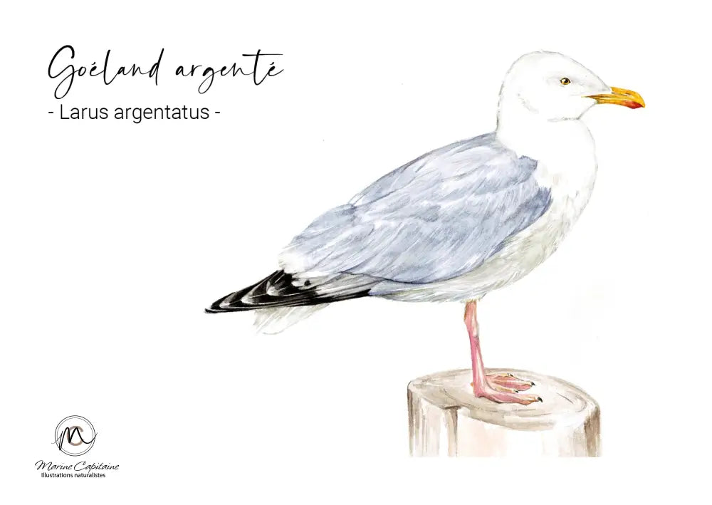 Goéland argenté carte postale