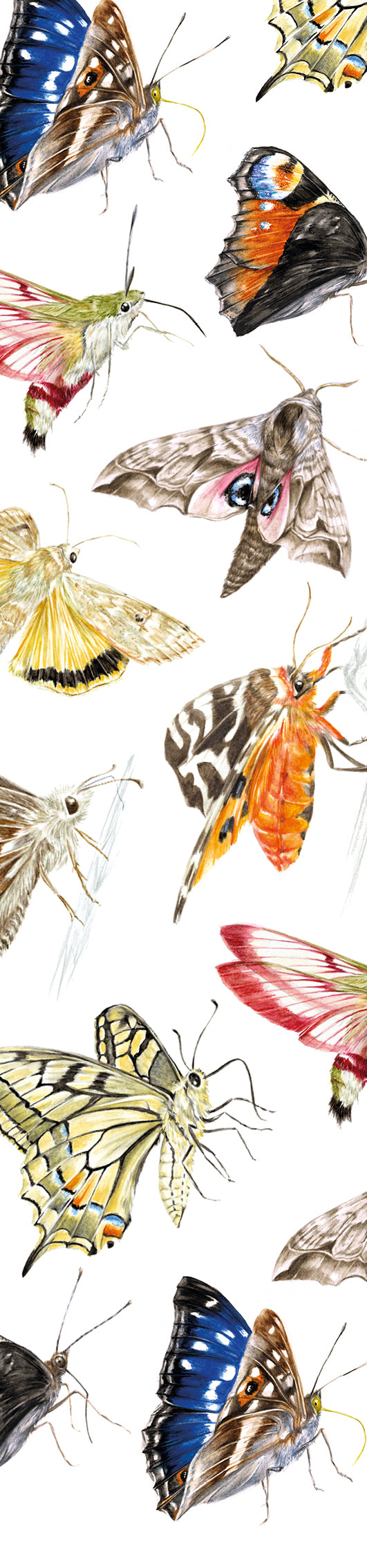 Papillons