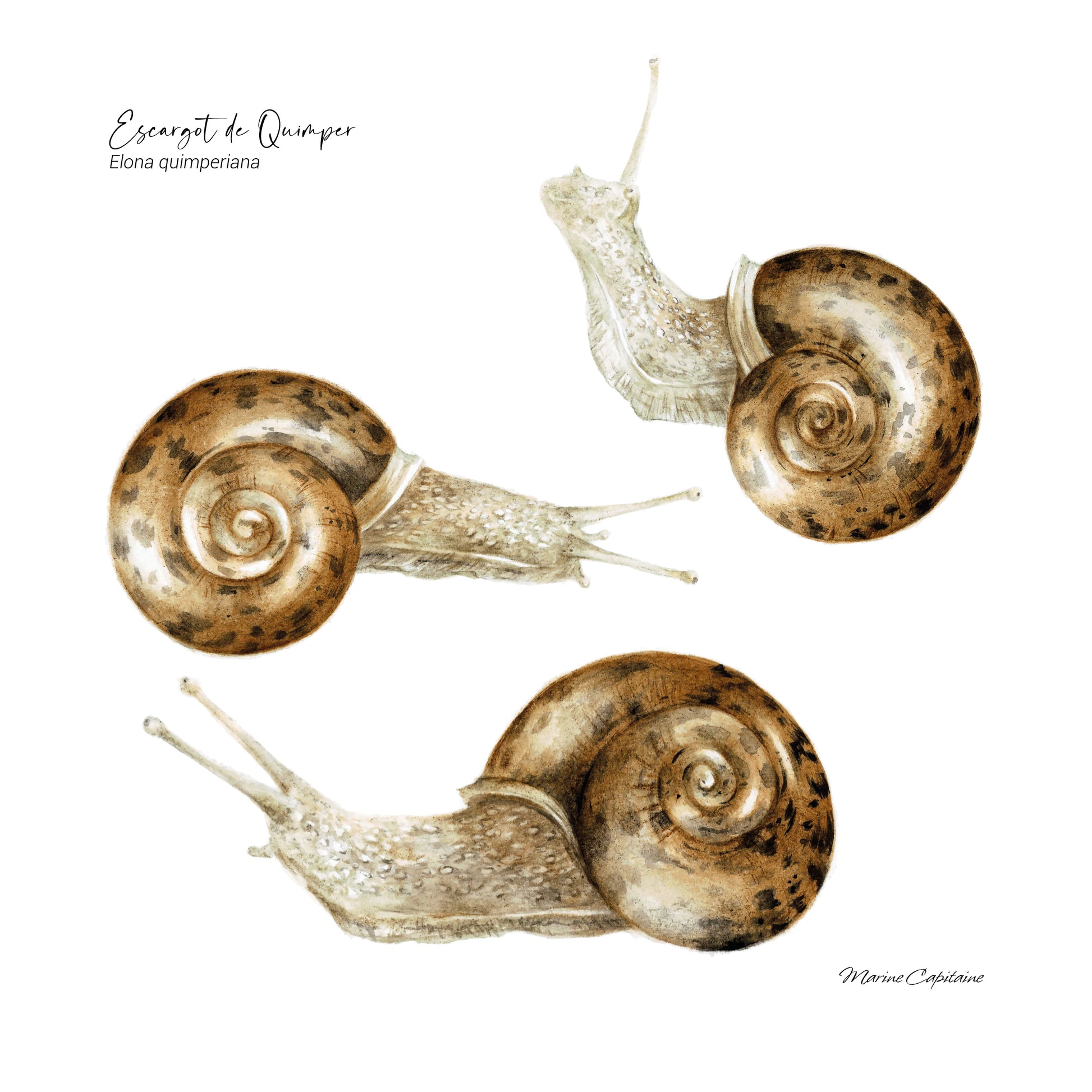 Affiche illustrée de l’escargot de Quimper, gastéropode emblématique de Bretagne – illustration naturaliste Marine Capitaine.