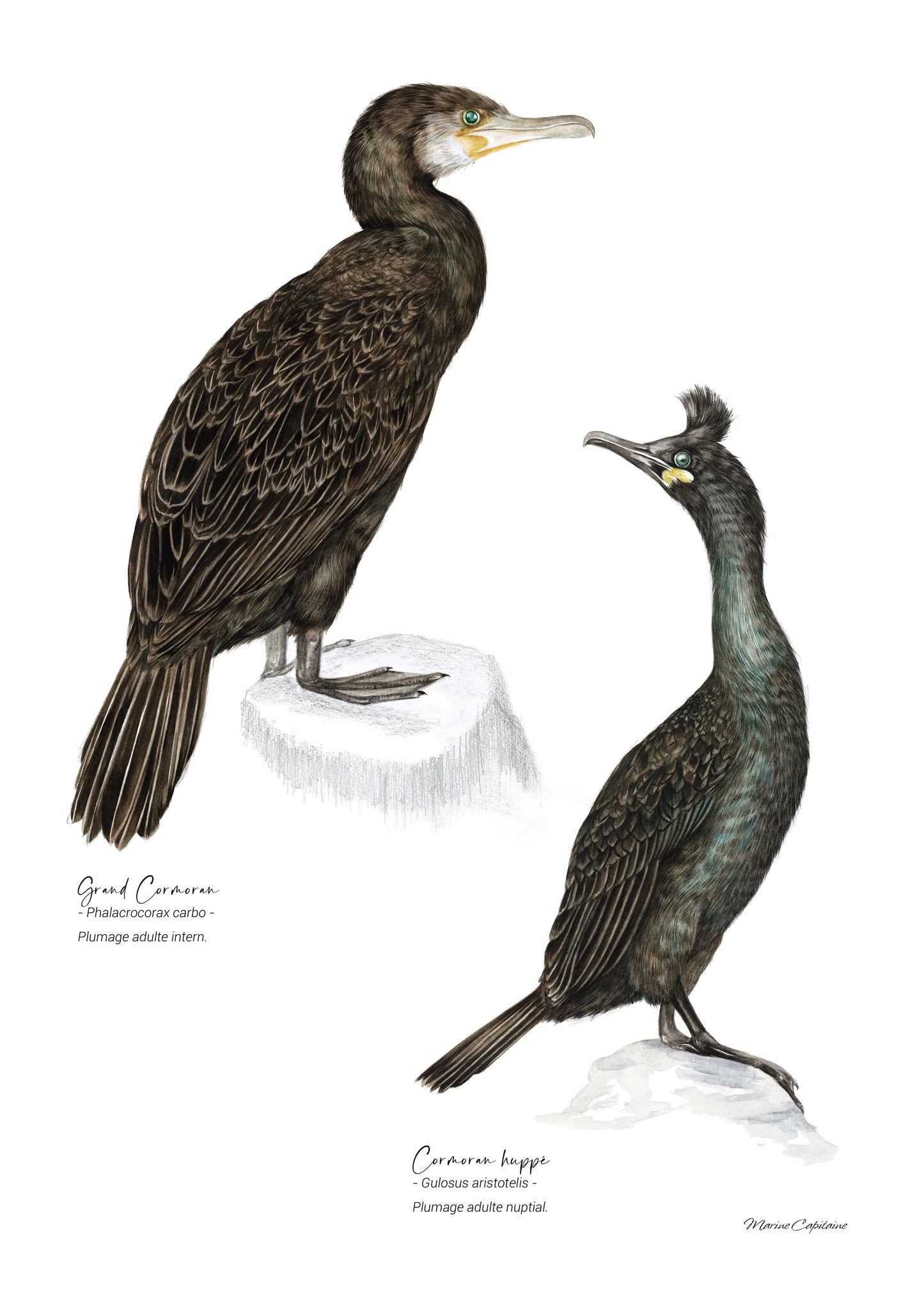 Cormorans