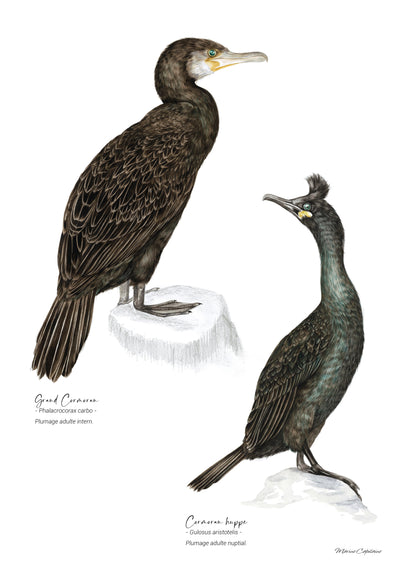Cormorans