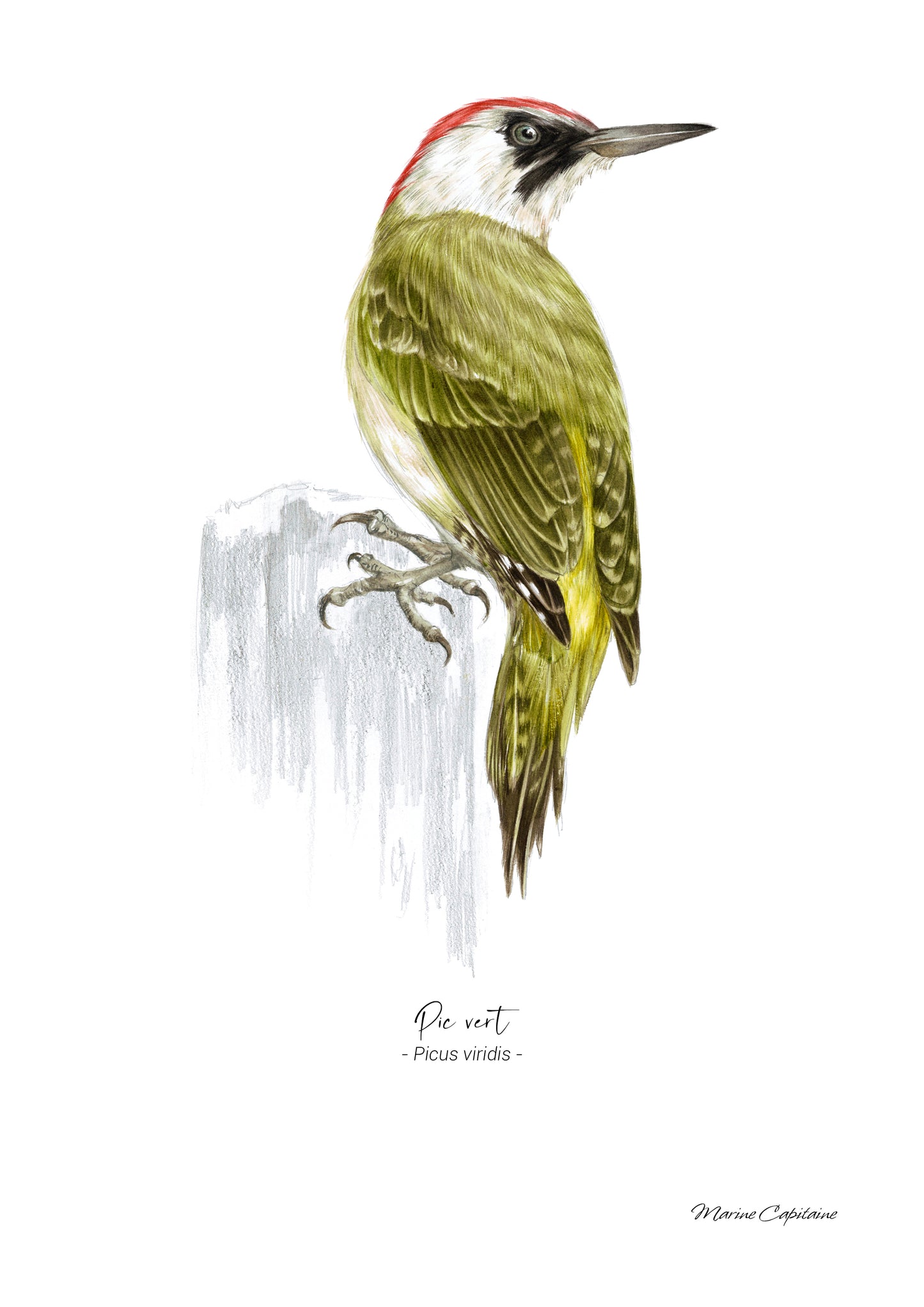 Pic vert