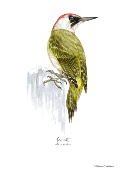 Pic vert