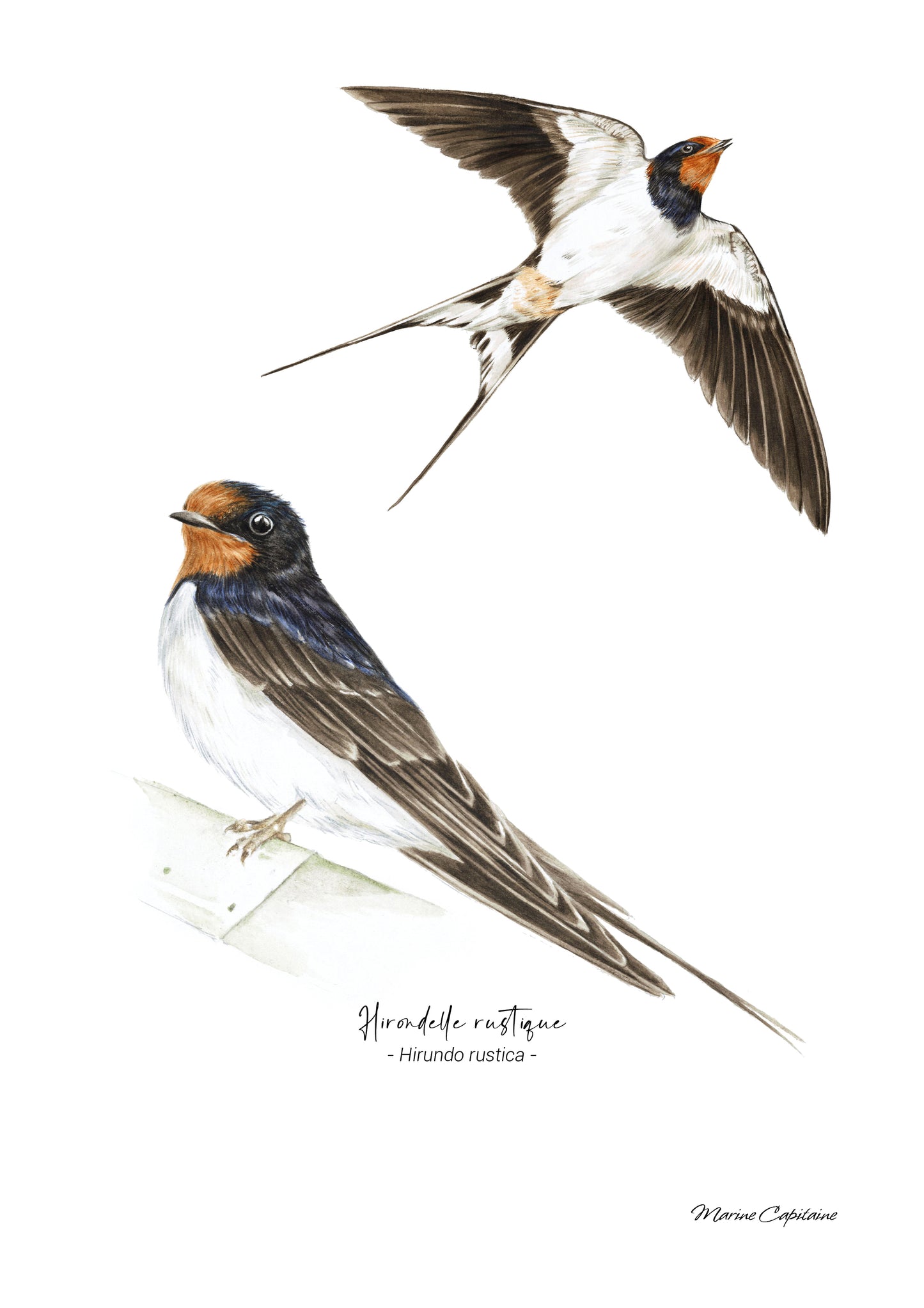 Hirondelle rustique