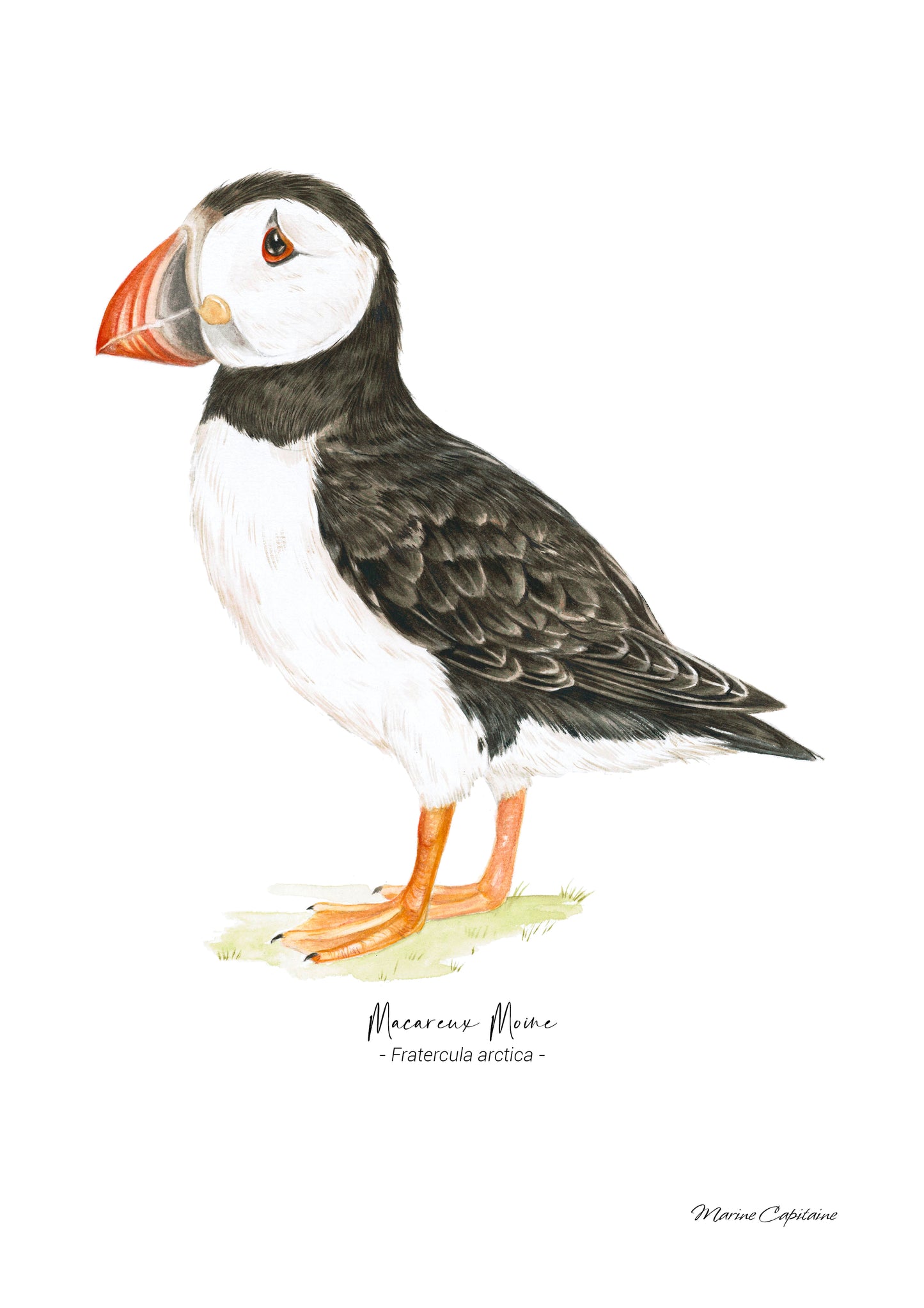 Macareux moine