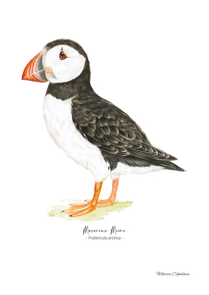 Macareux moine