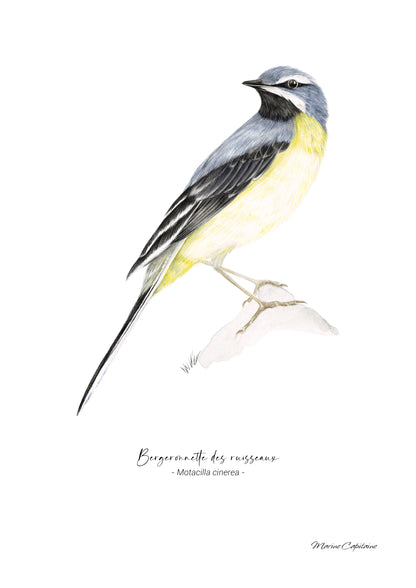 Bergeronnette des ruisseaux