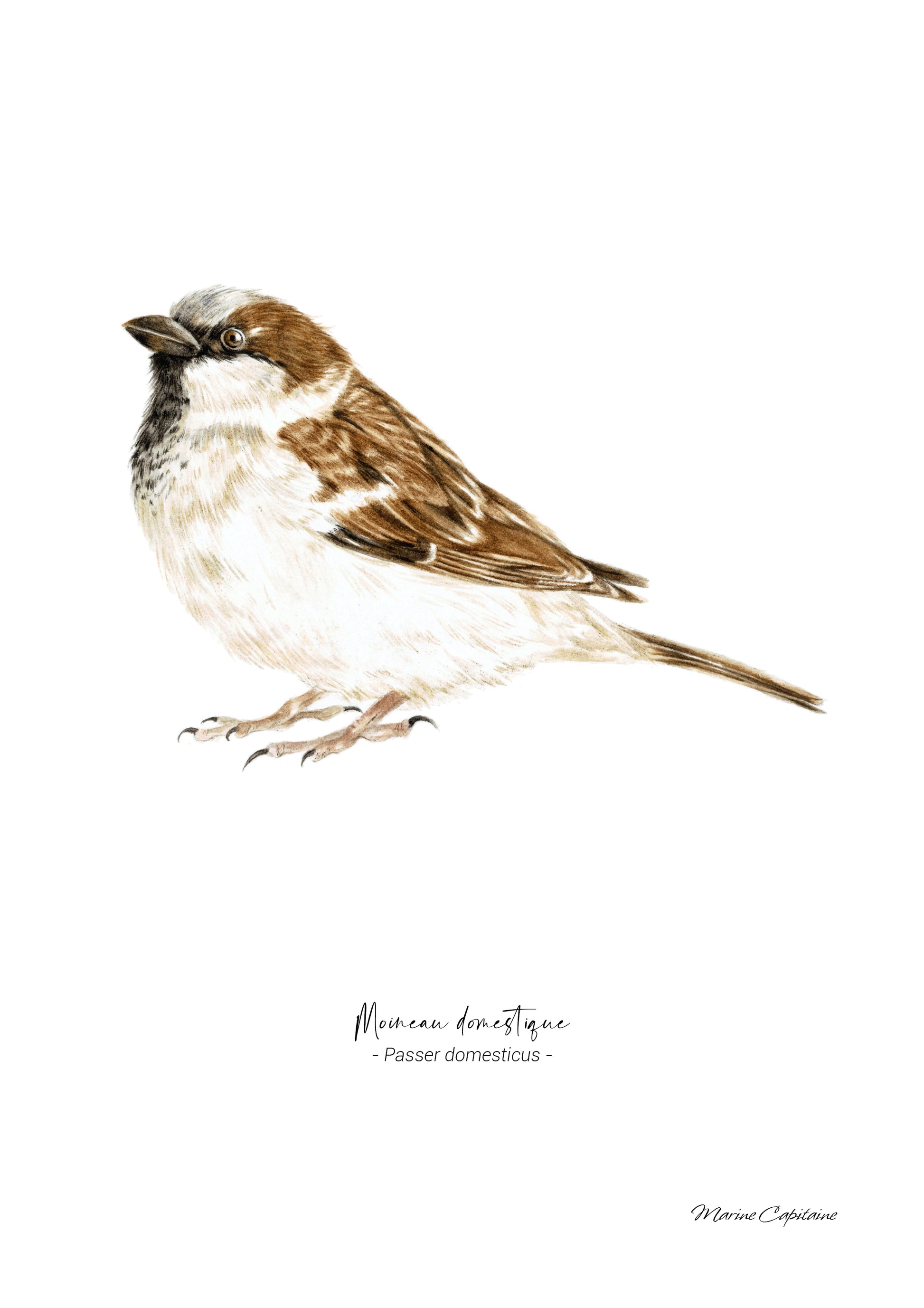 Affiche illustrée d'un moineau domestique, illustration naturaliste Marine Capitaine