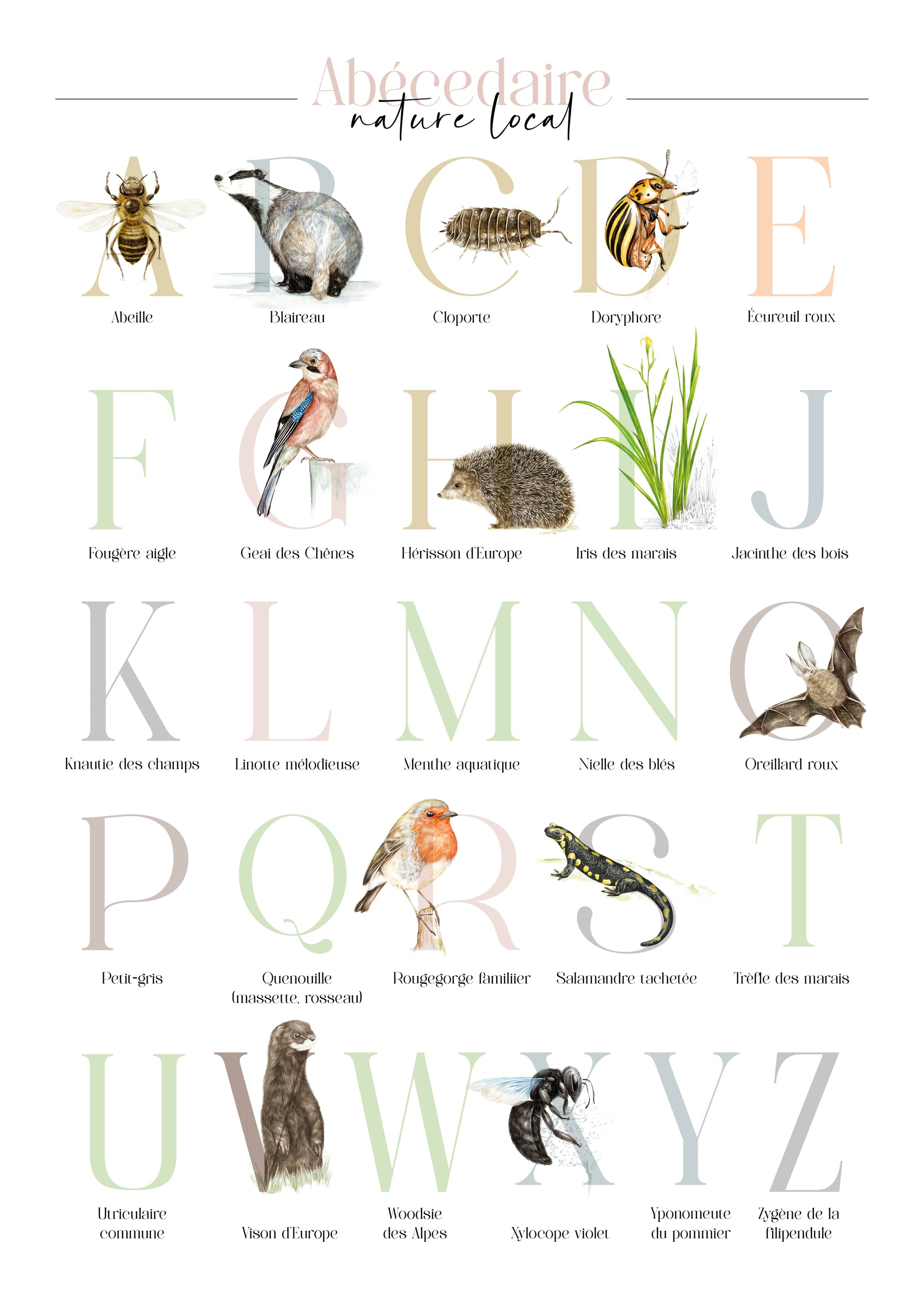 Affiche de l’abécédaire de la faune et de la flore au format 50×70, illustrée de dessins naturalistes réalisés à l’aquarelle par Marine Capitaine.