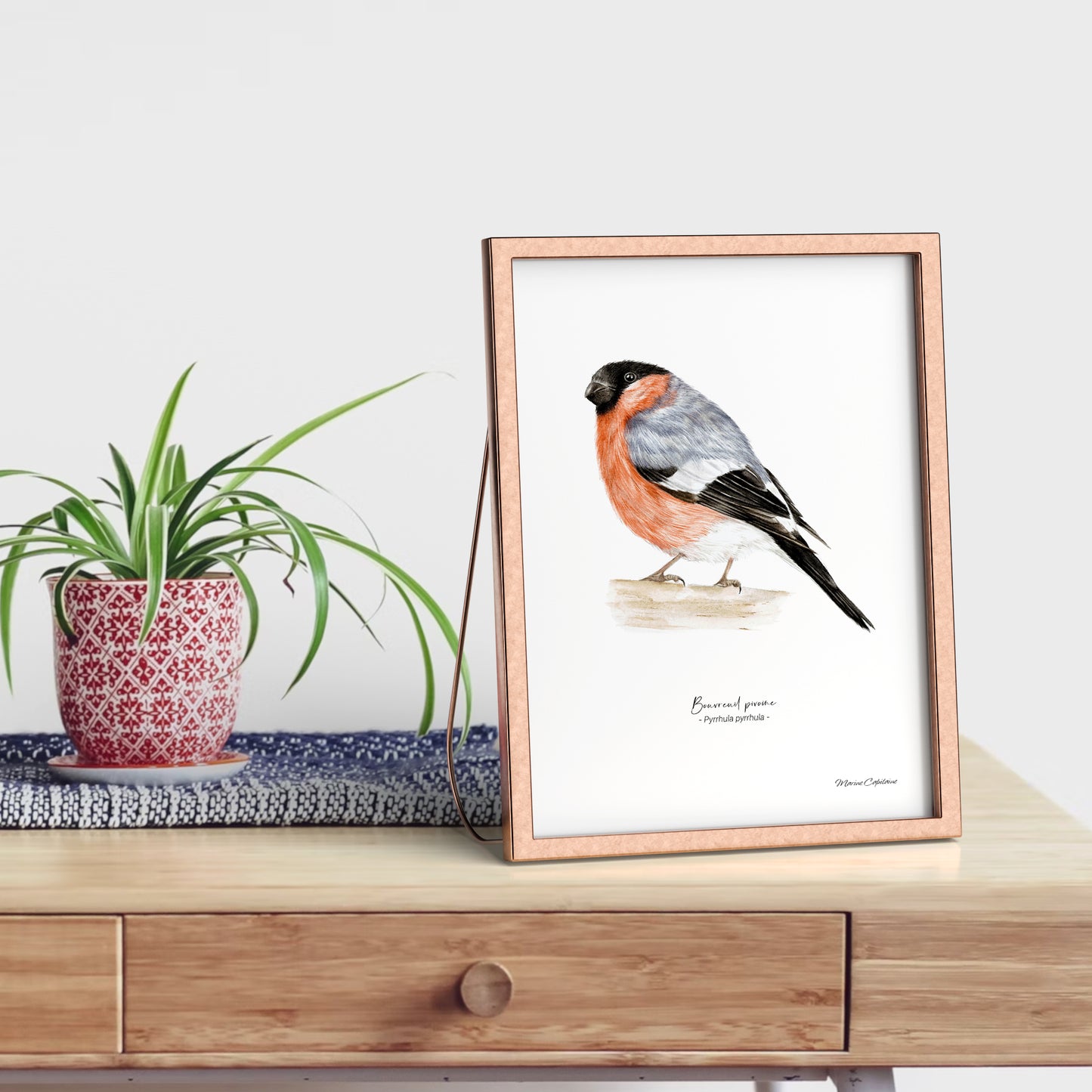 Affiche illustrée d'un Bouvreuil pivoine, encadrée, illustration naturaliste Marine Capitaine.