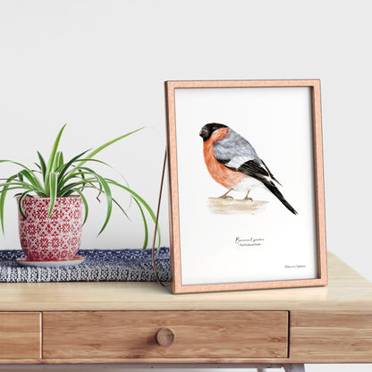 Affiche illustrée d'un Bouvreuil pivoine, encadrée, illustration naturaliste Marine Capitaine.