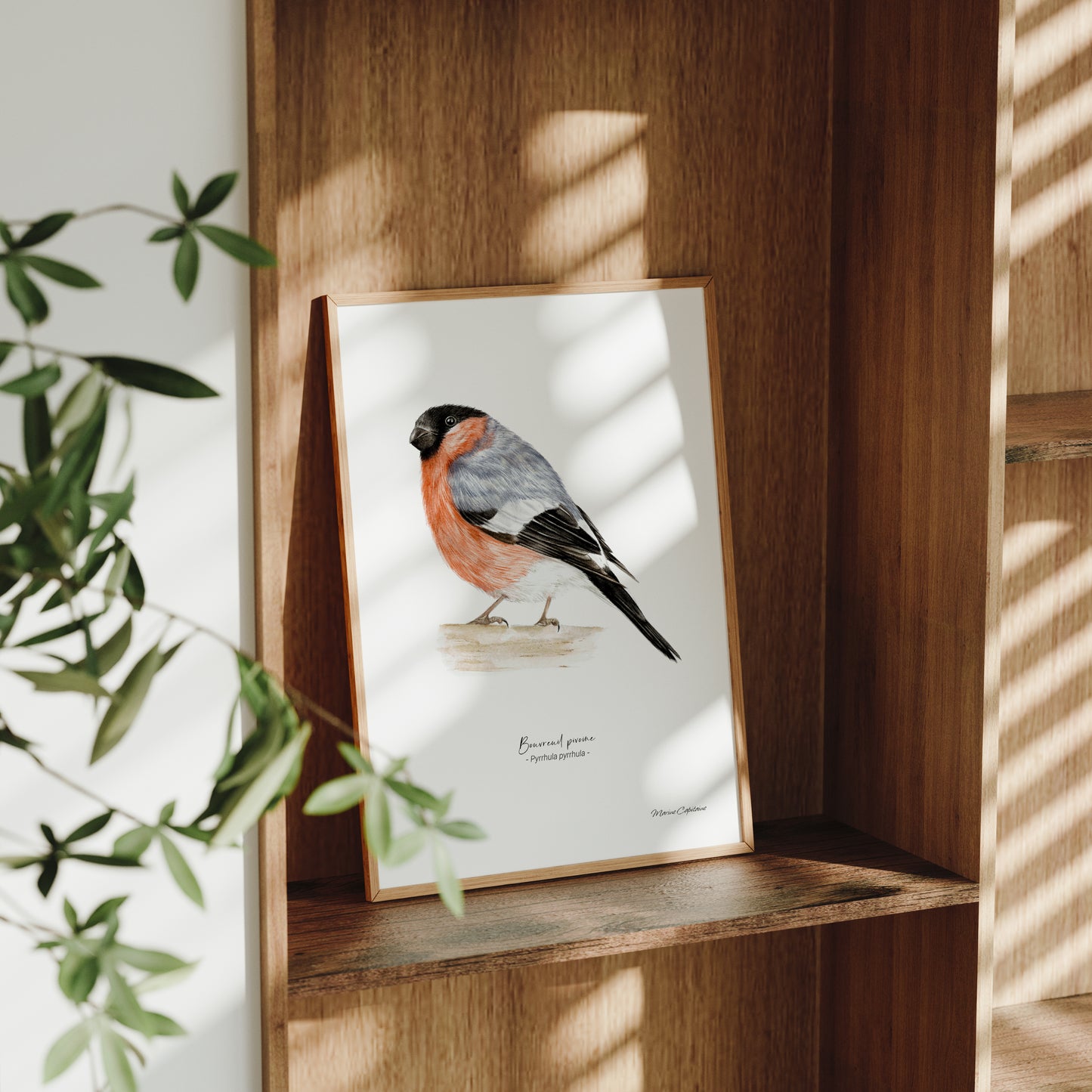 Affiche illustrée d'un Bouvreuil pivoine, encadrée, illustration naturaliste Marine Capitaine.