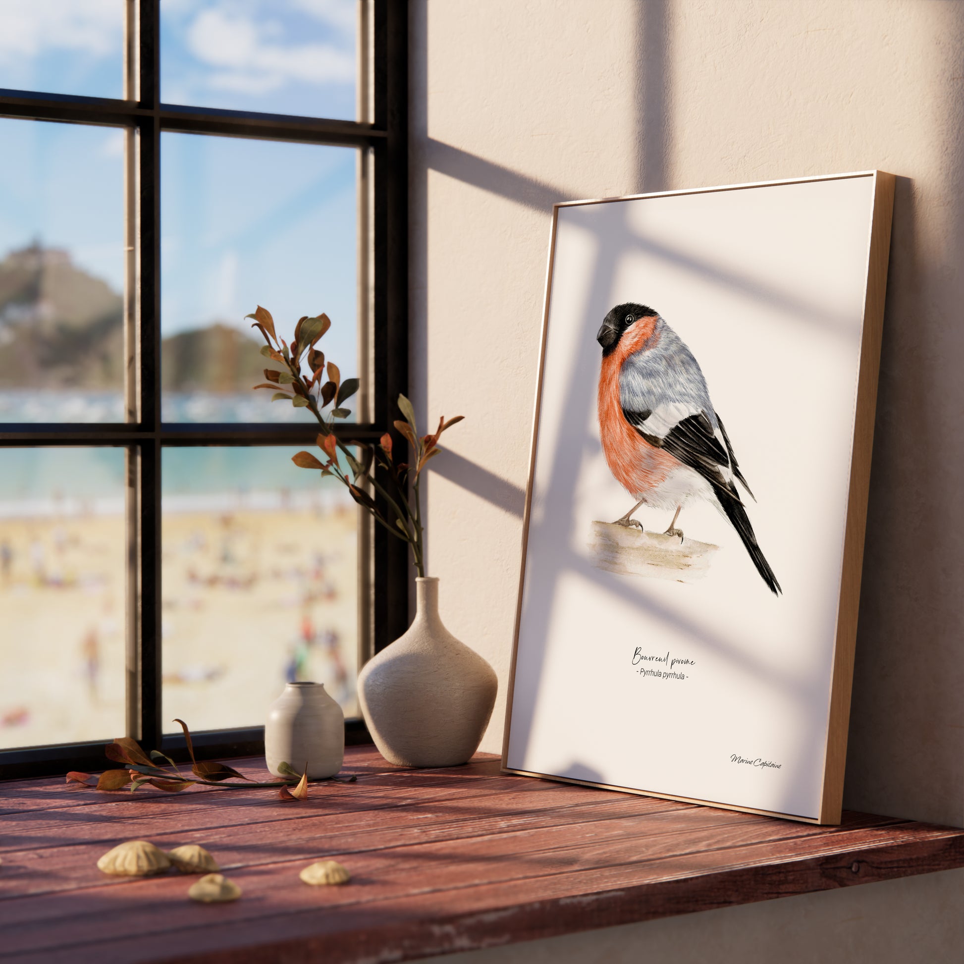 Affiche illustrée d'un Bouvreuil pivoine, encadrée, illustration naturaliste Marine Capitaine.