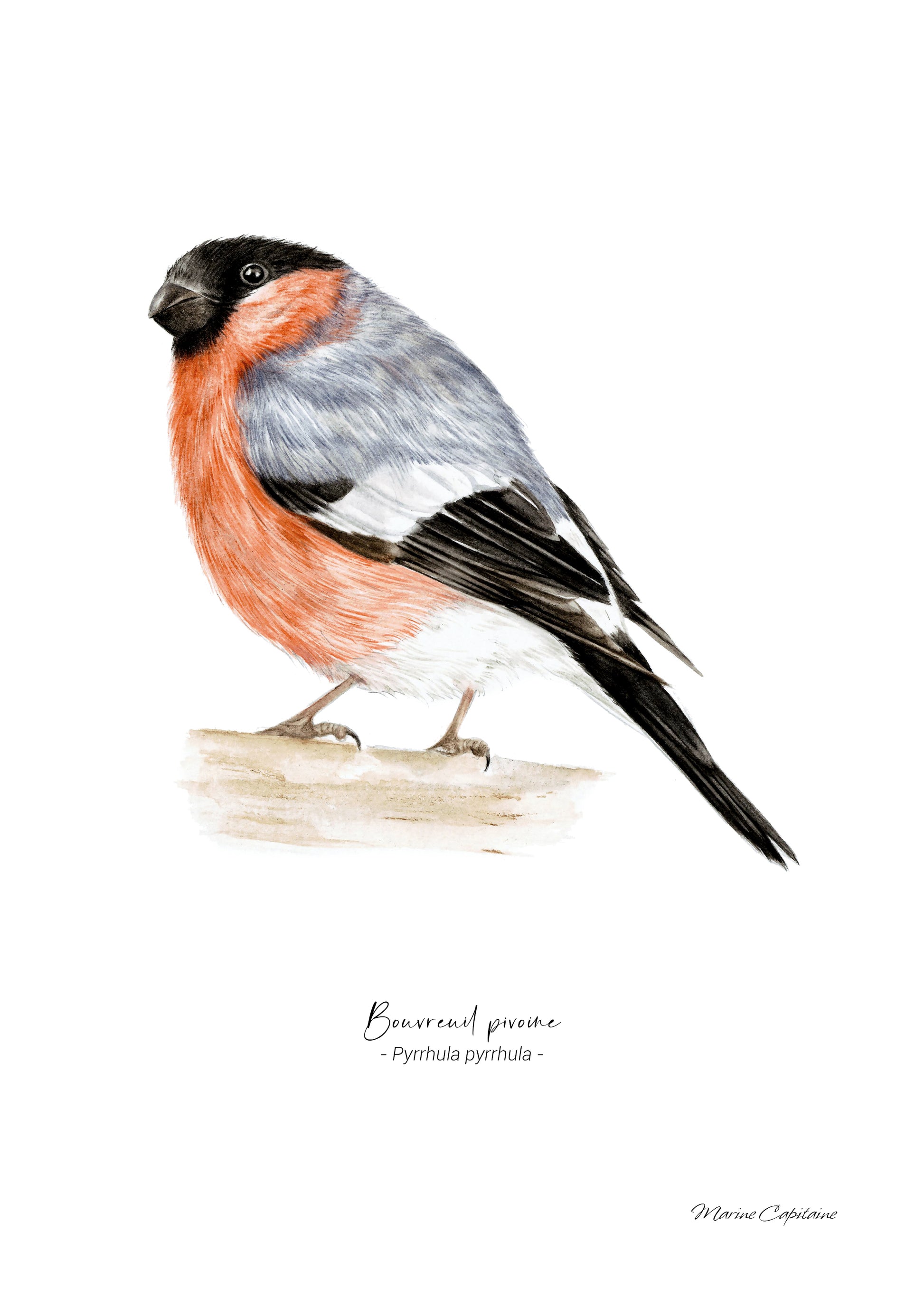 Affiche illustrée d'un Bouvreuil pivoine, illustration naturaliste, Marine Capitaine.