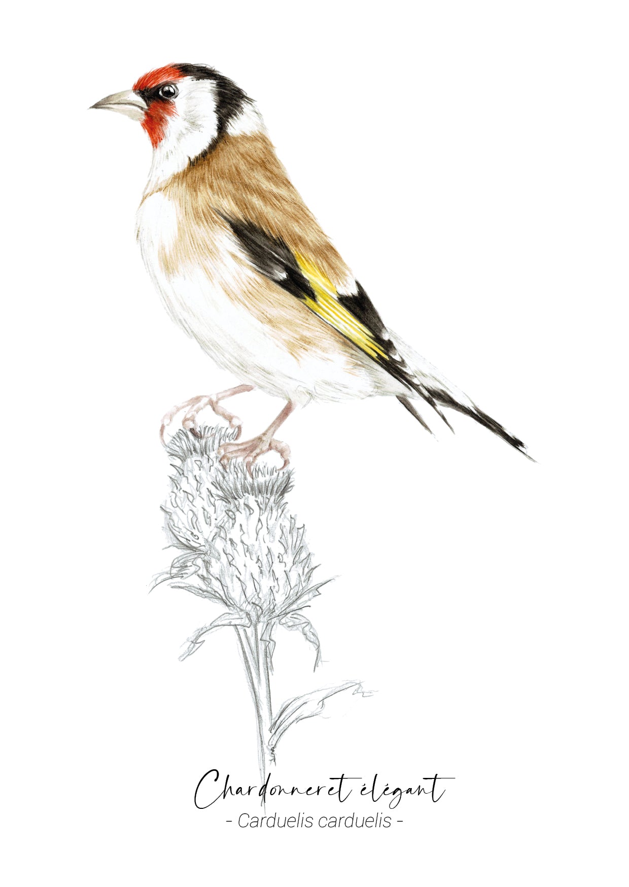 Chardonneret élégant