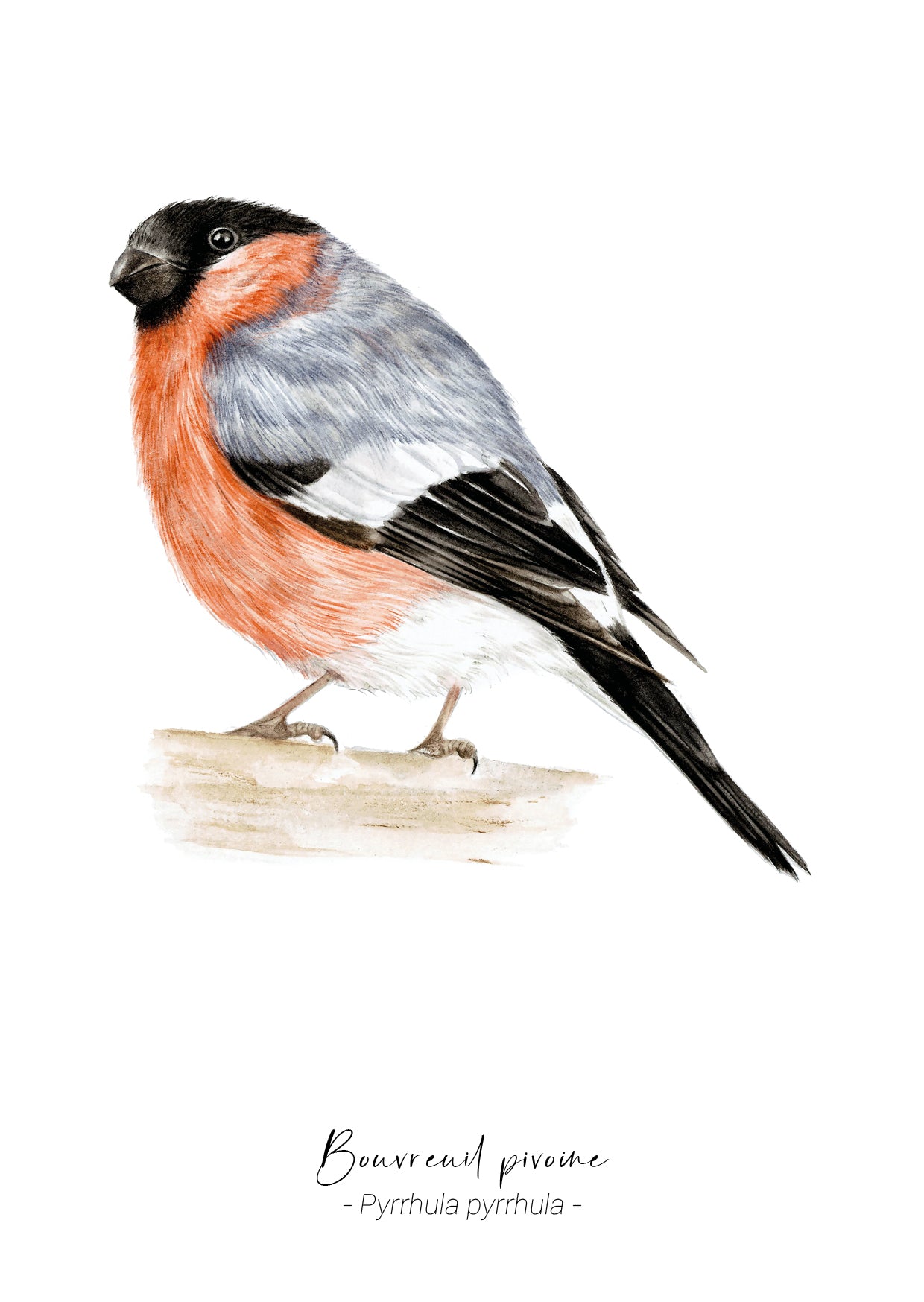 Bouvreuil pivoine