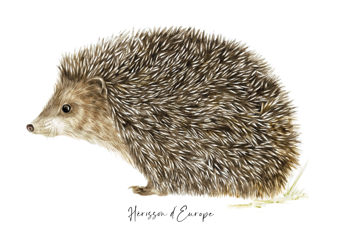 Hérisson d'Europe