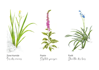 Plantes sauvages