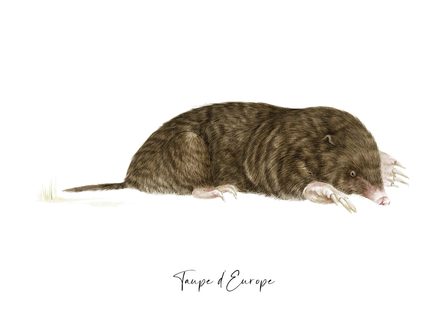 Taupe d'Europe
