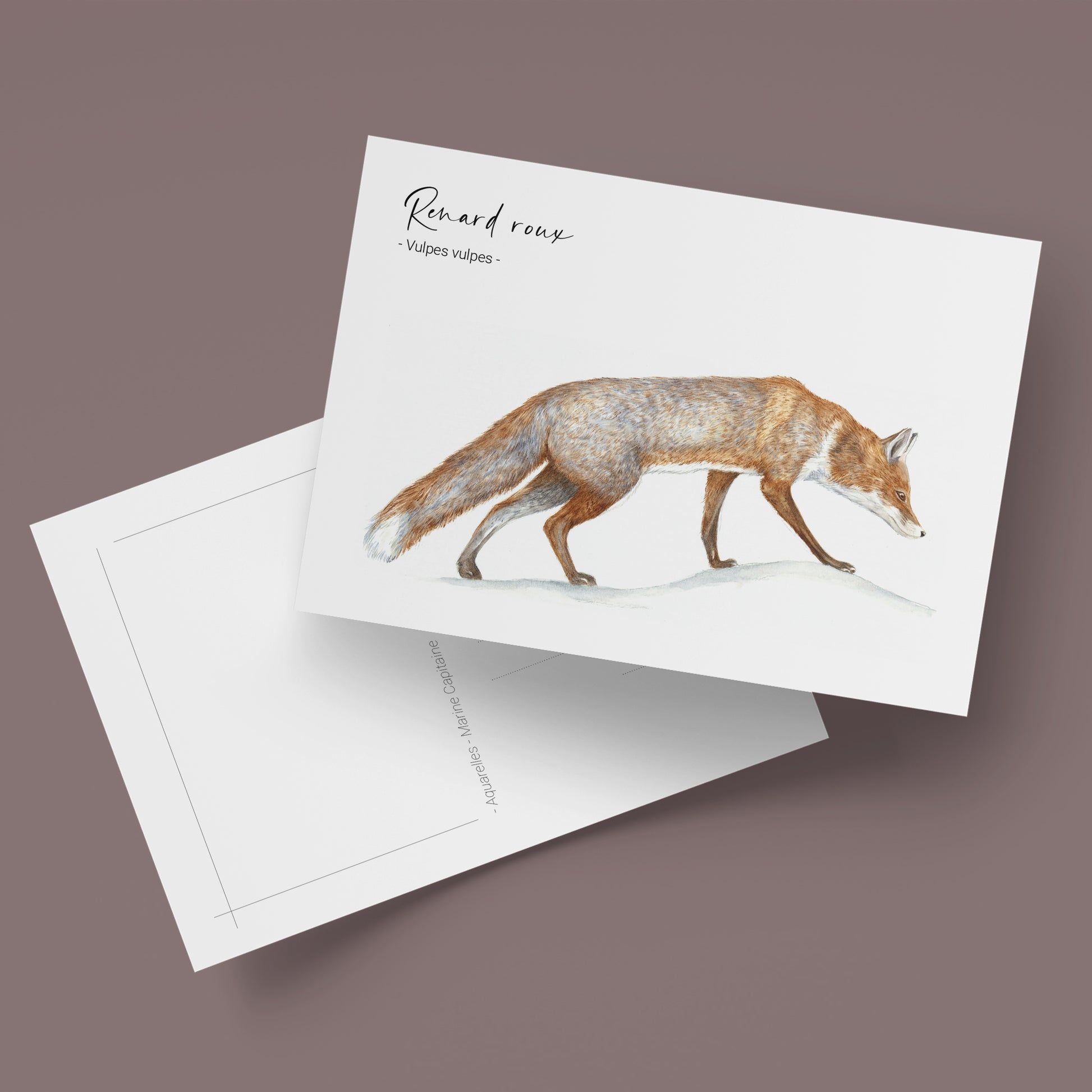 Carte postale Renard roux, illustration naturaliste, Marine Capitaine